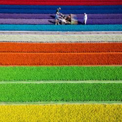 Una vista aérea muestra a empleados de «Les Callunas d’Alsace» pintando con pintura al agua algunas Callunas Vulgaris, en Obernai, este de Francia. | Foto:SEBASTIEN BOZON / AFP