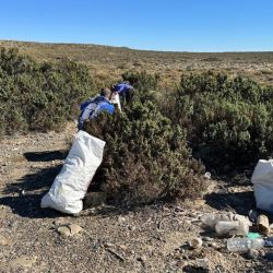 El primer pingüino llegó a El Pedral, pero antes limpiaron la costa de plásticos. 