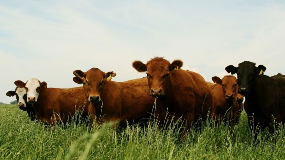 Ganadería, vacunación contra la aftosa 12092025