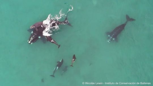 Crecen los registros de incidentes entre familias de orcas que atacan a crías de ballenas para alimentarse