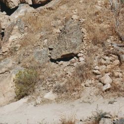 adidas x Pharrel Williams