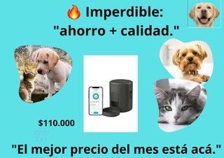 Buenmorfi_mascotas