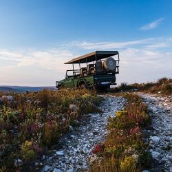 Botanical Art & Safari a dos horas y media de Ciudad del Cabo para descubrir la reserva de Grootbos.