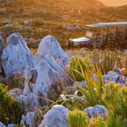 Botanical Art & Safari a dos horas y media de Ciudad del Cabo para descubrir la reserva de Grootbos.