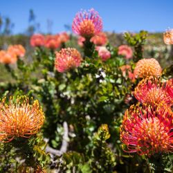 Botanical Art & Safari a dos horas y media de Ciudad del Cabo para descubrir la reserva de Grootbos.