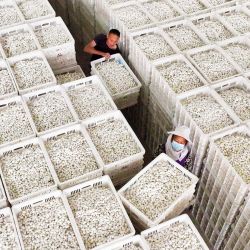 Los trabajadores descargan cajas de capullos de seda en una empresa de seda en la zona de alta tecnología del distrito de Qianjiang, en Chongqing, en el suroeste de China. | Foto:AFP