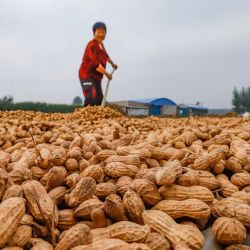 Una aldeana airea maní, en el poblado de Dongxinzhuang de la ciudad de Zunhua, en la provincia de Hebei, en el norte de China. | Foto:Xinhua/Liu Mingxiang