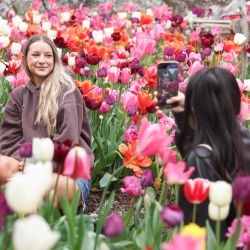 Una mujer posa para fotografías con tulipanes en el Jardín del Edén, en Auckland, Nueva Zelanda. | Foto:Xinhua/Long Lei