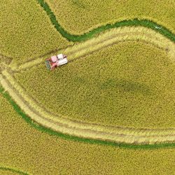 Vista aérea tomada con un dron de una cosechadora trabajando en un campo, en el poblado de Wangcao del distrito de Suiyang, en la provincia de Guizhou, en el suroeste de China. | Foto:Xinhua/Li Qianyong