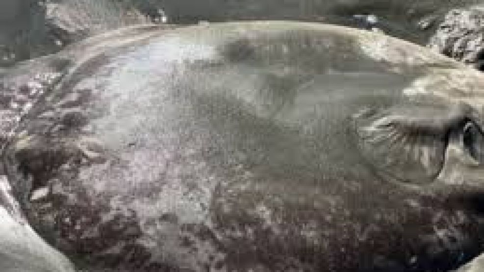 Una extraña criatura, de aproximadamente dos metros de largo, fue encontrado en la orilla de la costa. 