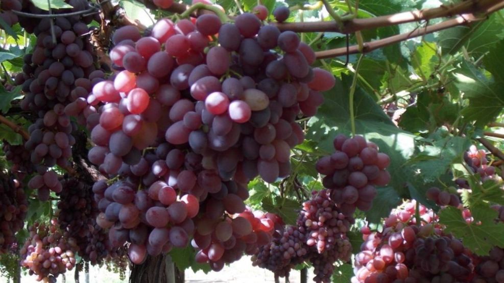 Vinos mendocinos: “La cosecha 2025 tiene gran potencial”, afirmó José Luis Belluscio