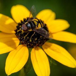 Un sírfido Batman descansa sobre una Susan de ojos negros en el parque Quiet Waters de Annapolis, Maryland. | Foto:JIM WATSON / AFP