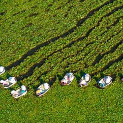 Vista aérea tomada con un dron de aldeanos recogiendo castañas de agua, en el poblado de Suchen del distrito de Hailing, en la ciudad de Taizhou, en la provincia de Jiangsu, en el este de China. | Foto:Xinhua/Zhou Shegen