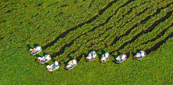 Vista aérea tomada con un dron de aldeanos recogiendo castañas de agua, en el poblado de Suchen del distrito de Hailing, en la ciudad de Taizhou, en la provincia de Jiangsu, en el este de China.