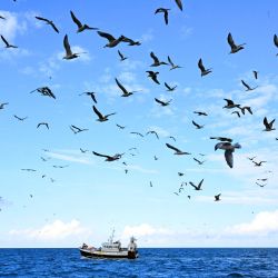 El arrastrero "Notre Dame de Boulogne", que realiza la pesca de arrastre en pareja junto con el arrastrero "Nicolas-Jeremy", durante una campaña de pesca de sardinas frente a la bahía de Somme, en el norte de Francia. | Foto:FRANCOIS NASCIMBENI / AFP