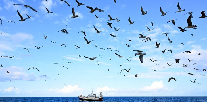El arrastrero "Notre Dame de Boulogne", que realiza la pesca de arrastre en pareja junto con el arrastrero "Nicolas-Jeremy", durante una campaña de pesca de sardinas frente a la bahía de Somme, en el norte de Francia.