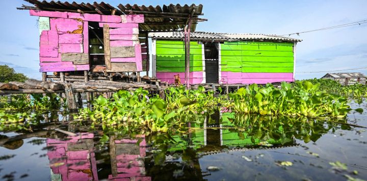 Una casa en Nueva Venecia, Ciénaga Grande de Santa Marta, al norte de Colombia. En Nueva Venecia, un pueblo palafítico en Colombia, los pescadores sumergen sus redes en busca de pescado para comer y vender. En cambio, encuentran una planta invasora que crece sin control y amenaza con desplazarlos, como en los peores años del conflicto armado.
