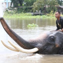 Una persona baña a un elefante en un río junto a la Royal Elephant Kraal Village, en Ayutthaya, Tailandia. | Foto:Xinhua/Rachen Sageamsak