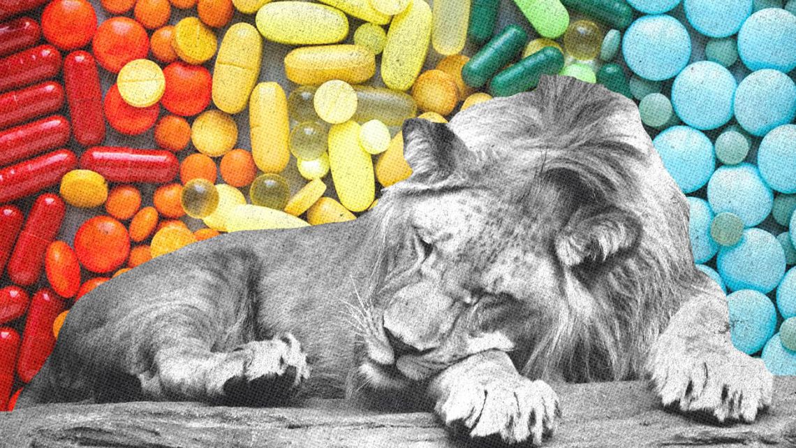 The lion sleeps tonight / ART