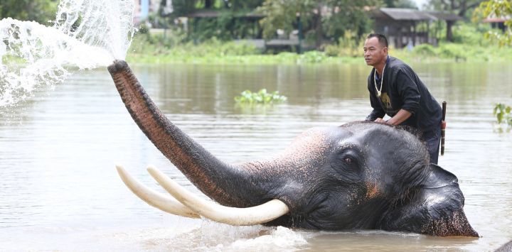 Una persona baña a un elefante en un río junto a la Royal Elephant Kraal Village, en Ayutthaya, Tailandia.