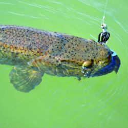 Para iniciar la temporada o cuando los ejemplares son chicos, el Gozio Rat me dio buenos resultados, sólo con un offset y trayéndolo lentamente.