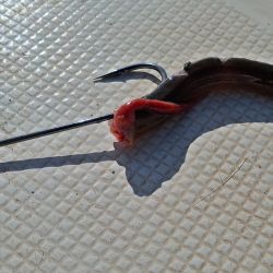 Tres horas bastaron para comprobar el buen rendimiento de la zona en la primera semana de septiembre. 