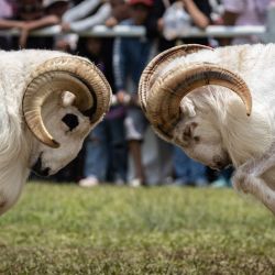 Las ovejas Garut, conocidas localmente como Domba Garut, se lanzan unas contra otras durante la exhibición anual de ovejas de la Copa Presidente 2025 en el Estadio Pakansari en Bogor, Java Occidental, Indonesia. | Foto:ADITYA AJI / AFP