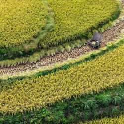 Vista aérea tomada con un dron de un agricultor trabajando en un campo de arroz, en el poblado de Wuli, en el distrito de Qianjiang, en la municipalidad de Chongqing, en el suroeste de China. | Foto:Xinhua/Tang Yi