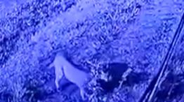 Qué se sabe del puma suelto .en Pilar: crece el alerta y la preocupación
