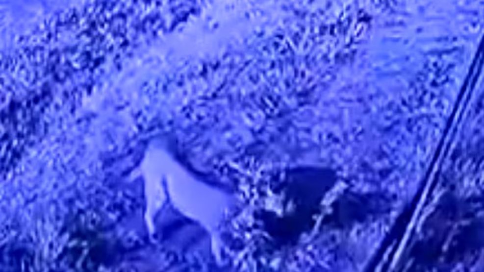 Qué se sabe del puma suelto .en Pilar: crece el alerta y la preocupación