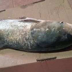 Una vez más, la carpa da que hablar y no paran de viralizarse opiniones encontradas sobre una especie que siempre despierta la voz de los cañófilos. 