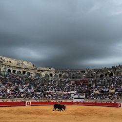 El matador español Marco Pérez realiza un pase a un toro de lidia durante la feria de la vendimia en Nimes, sur de Francia. | Foto:GABRIEL BOUYS / AFP