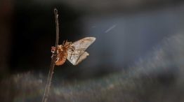 Un puñado de tierra de Andrés Paredes 20250923