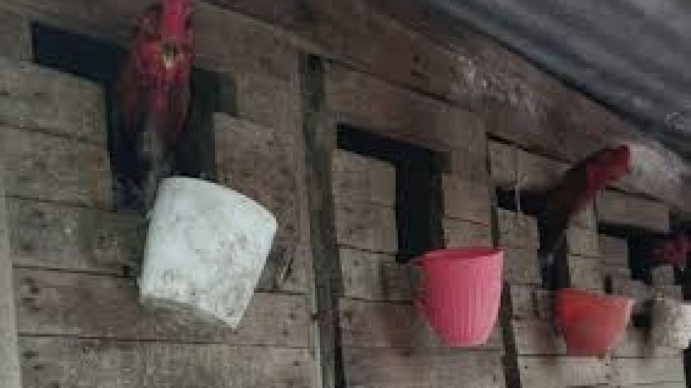 Rescatan 30 aves de corral. 