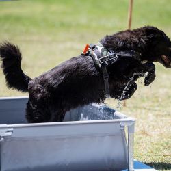 El Festival Mascotear se hará 4 y 5 de octubre en Figueroa Alcorta y Dorrego, CABA.