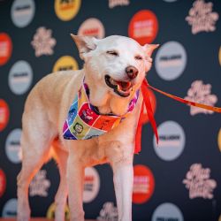 El Festival Mascotear se hará 4 y 5 de octubre en Figueroa Alcorta y Dorrego, CABA.