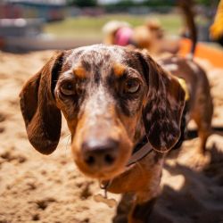 El Festival Mascotear se hará 4 y 5 de octubre en Figueroa Alcorta y Dorrego, CABA.