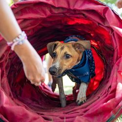 El Festival Mascotear se hará 4 y 5 de octubre en Figueroa Alcorta y Dorrego, CABA.