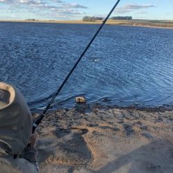 La presente temporada ya nos permitió ver pescadores obteniendo pejerreyes en lagunas ya recuperadas, como Chascomús, y otras aledañas con niveles interesantes que permiten ilusionarse con una pronta mejoría.