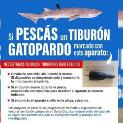 Se colocaron ocho transmisores denominados “pop up”, esto quiere decir que en un tiempo previamente configurado, se despegan.