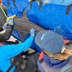 Se colocaron ocho transmisores denominados “pop up”, esto quiere decir que en un tiempo previamente configurado, se despegan.