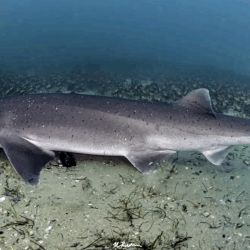 Se colocaron ocho transmisores denominados “pop up”, esto quiere decir que en un tiempo previamente configurado, se despegan.