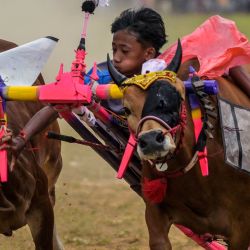 Un joven monta un carro tirado por dos toros durante la competencia de carreras de toros Karapan Sapi en Bangkalan, en la isla de Madura, provincia de Java Oriental, Indonesia. | Foto:JUNI KRISWANTO / AFP