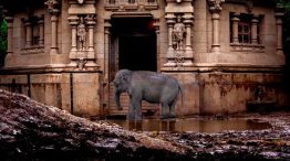 Documental Caravana: Argentina país libre elefantes en cautiverio 24092025