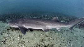 Se colocaron ocho transmisores denominados “pop up”, esto quiere decir que en un tiempo previamente configurado, se despegan.