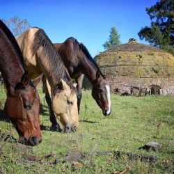 Cazón, el pueblo de los mil árboles.