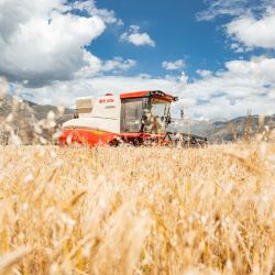 Una cosechadora trabaja en un campo de cebada de tierras altas, en el distrito de Lhunzhub, en Lhasa, en la región autónoma de Xizang, en el suroeste de China. | Foto:Xinhua/Tenzin Nyida