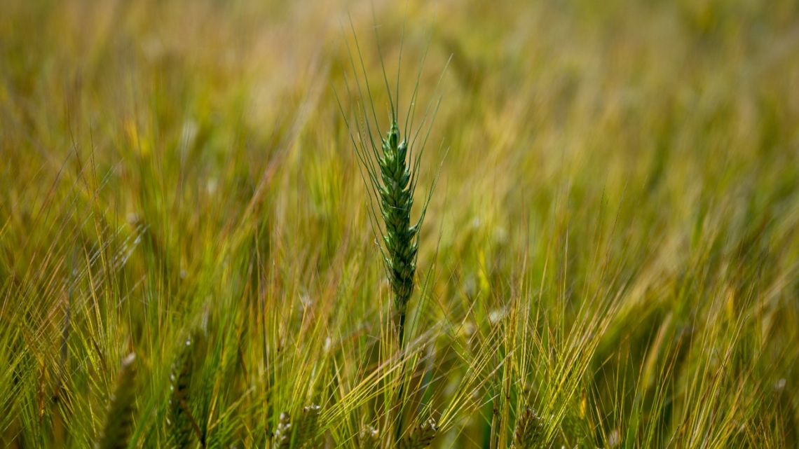 A spike of wheat sticks out in a plantation at a farm in Saladillo, Buenos Aires Province. 