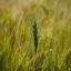 Argentina re-establishes grain export duties as farmers cry foul