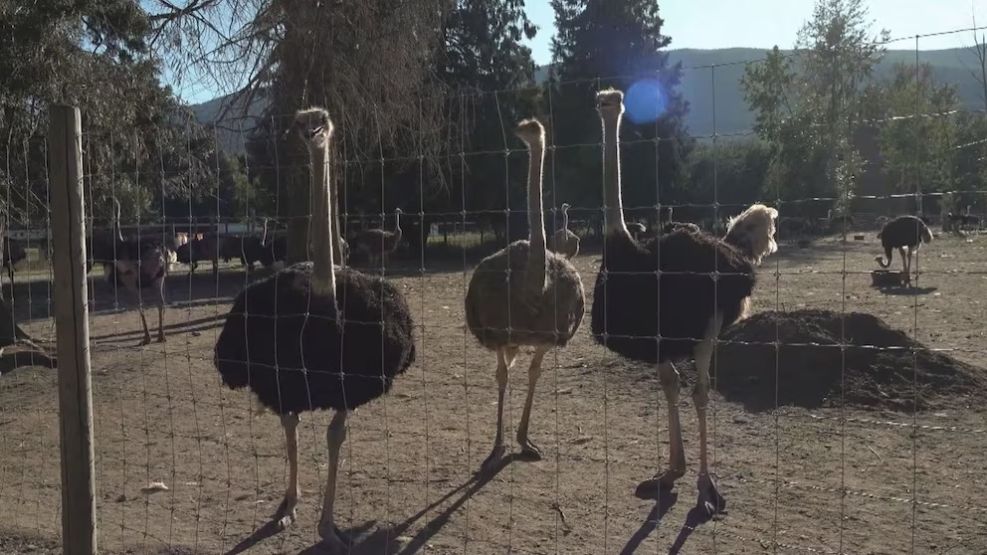 Sacrificarán más de 400 avestruces.